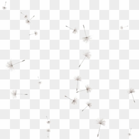 Dandelion Png Image - Transparent Background Dandelion Seeds Png, Png Download - taylor momsen png