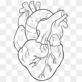 Easy Drawing Guides On Twitter Are You Ready To Draw - Anatomical Heart Drawing Easy, HD Png Download - realistic heart png