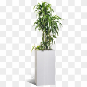 Schallabsorbierende Pflanzen, HD Png Download - planters png