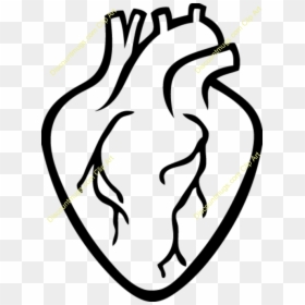 Transparent Realistic Heart Clipart - Real Heart Outline Clip Art, HD Png Download - realistic heart png