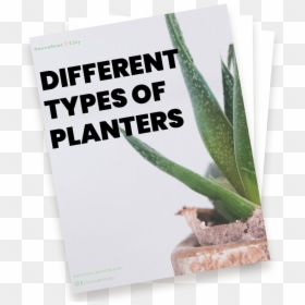 Agave, HD Png Download - planters png