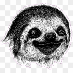 Sloth Face Png - Drawing Of A Sloth Face, Transparent Png - thorn vine png