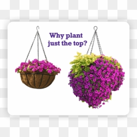 Flower Globe Hanging Basket, HD Png Download - hanging flowers png