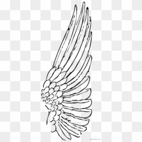 Transparent Indian Feather Png - Single Angel Wing Clipart, Png Download - indian feathers png