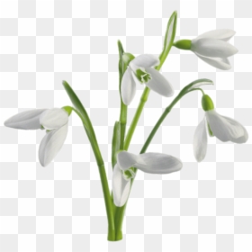 Multiple Snowdrops Flowers - Snowdrop White Background, HD Png Download - hanging flowers png