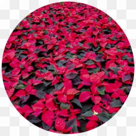 Wintercircle - Impatiens, HD Png Download - hanging flowers png