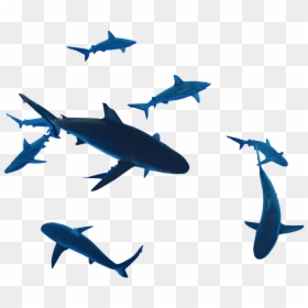 Drawing Shark Galapagos Transparent Png Clipart Free - Great White Shark, Png Download - shark silhouette png