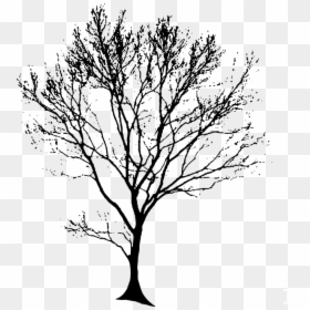 Tree, Silhouette, Black, Branches, Alone, Lonely - Tree Drawing Transparent Background, HD Png Download - tree of life silhouette png
