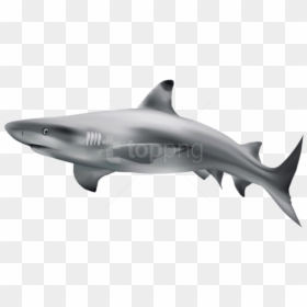 Baby Shark Clipart Silhouette - Transparent Background Shark Transparent, HD Png Download - shark silhouette png