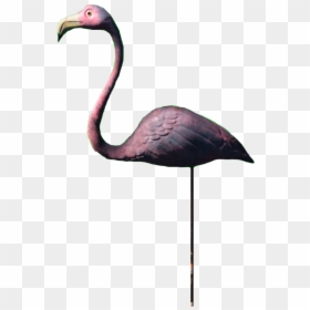 Plastic Flamingo Png - Greater Flamingo, Transparent Png - pink flamingo png