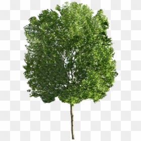 Sugar Maple Tree Png, Transparent Png - large tree png