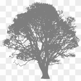 Transparent Large Tree Png - Transparent Background Tree Silhouette, Png Download - large tree png