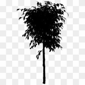 Large Ficus Tree Png Free - Ficus Tree Png, Transparent Png - large tree png