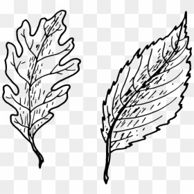 Simple Leaves Clip Arts - Simple Hand Drawn Leaf Drawing, HD Png Download - eucalyptus leaves png