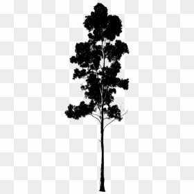 Gum Tree Drawing Silhouette, HD Png Download - eucalyptus leaves png