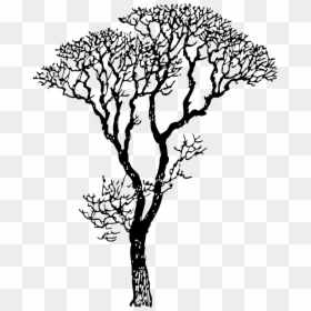 Bare Tree Svg Clip Arts - Long Tree Clipart Black And White, HD Png Download - large tree png