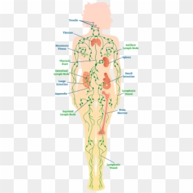 Diagram Of The Lymph System - Lymph Nodes In Legs, HD Png Download - angry vein png