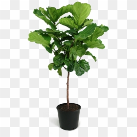 Lyrata Standard Houseplant Large, HD Png Download - large tree png