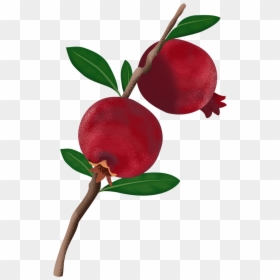 Dwarf Citrus Trees Meyer - Beach Plum, HD Png Download - large tree png