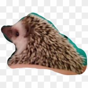 Domesticated Hedgehog, HD Png Download - hodor png