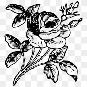 Drawing Floral Design Rose Flower Art - Engraving Png, Transparent Png - flower art png