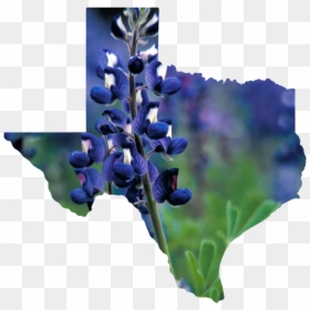 Texas - Transparent State Of Texas Outline Png, Png Download - bluebonnet png