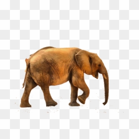 Animals With Low Sounds, HD Png Download - pokeball png transparent