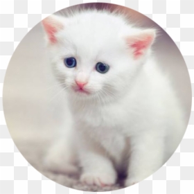 Adorable Tiny Kitten - Still Miss You Meme, HD Png Download - kitten face png