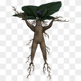 Alraune, Root, Fantasy, Funny, Cheerful, Mystical - Alraune Pflanzen, HD Png Download - tree root png