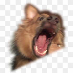 Dog Yawns, HD Png Download - dog pooping png
