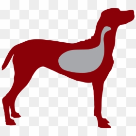 Redpaw Is Highly Digestible, Meaning The Nutrients - Dog Licks, HD Png Download - dog pooping png