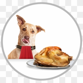 Turkey And Dog Thanksgiving, HD Png Download - dog pooping png