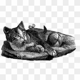 Cat Domestic Illustration Vintage - Domestic Short-haired Cat, HD Png Download - cat toy png