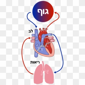 Diagram Of The Heart Clipart , Png Download - Diagram Of The Heart, Transparent Png - open heart png