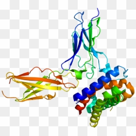Protein Il28ra Pdb 3og4 - Il 28 Structure, HD Png Download - ra png