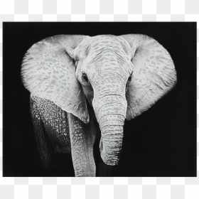 Indian Elephant, HD Png Download - elephants png