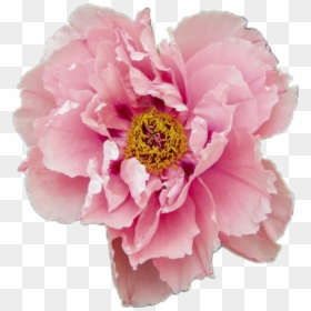 Peony Aesthetic Flower Pink Pretty Tumblr Pastel Rose, HD Png Download - aesthetic flower png