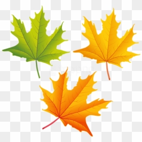 Fall Leaves Clipart High Resolution - Autumn Leaves Clipart Png, Transparent Png - leaves clipart png