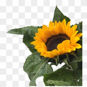 Sunflower Clipart Aesthetic Vector - Transparent Aesthetic Png Yellow Overlays, Png Download - aesthetic flower png