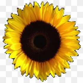 Aesthetic Sunflower Transparent Image - Aesthetic Sunflower Png, Png Download - aesthetic flower png
