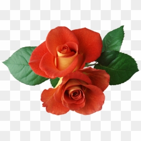 Transparent Orange Rose Png - Good Night Wish In Malayalam, Png Download - roses clipart png