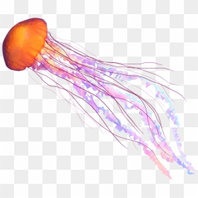 Jellyfish Png - Transparent Background Jellyfish Png, Png Download - jelly fish png
