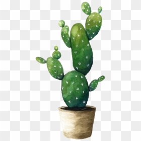 #cactus #cactus🌵 #plant #cactuslover #watercolor #green - Cactus Png, Transparent Png - watercolor cactus png