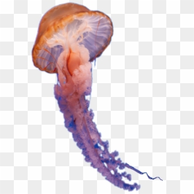 Clip Art Large Group Of Jellyfish - Medusa Animal Png, Transparent Png - jelly fish png