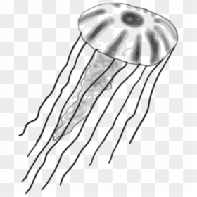 Jellyfish - Box Jelly Fish Clip Art, HD Png Download - jelly fish png