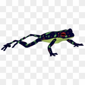 Dart Clipart Rainbow - Zt2 Blue Poison Dart Frog, HD Png Download - rainbow .png