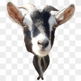 Goat Head Goat Png, Transparent Png - goat.png