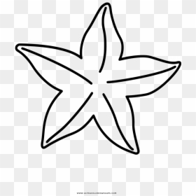 Coloring Book Drawing Starfish, HD Png Download - mar png