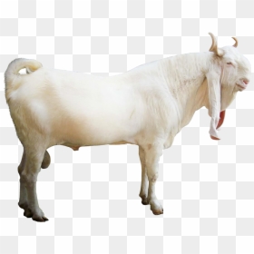 Jamnapari Goat Png, Transparent Png - goat.png
