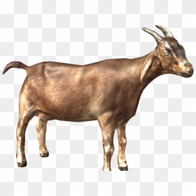 Goat Png Images, Transparent Png - goat.png